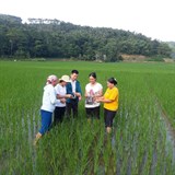 Lào Cai: Hơn 200 ha lúa nhiễm bệnh bạc lá và đốm sọc vi khuẩn gây hại