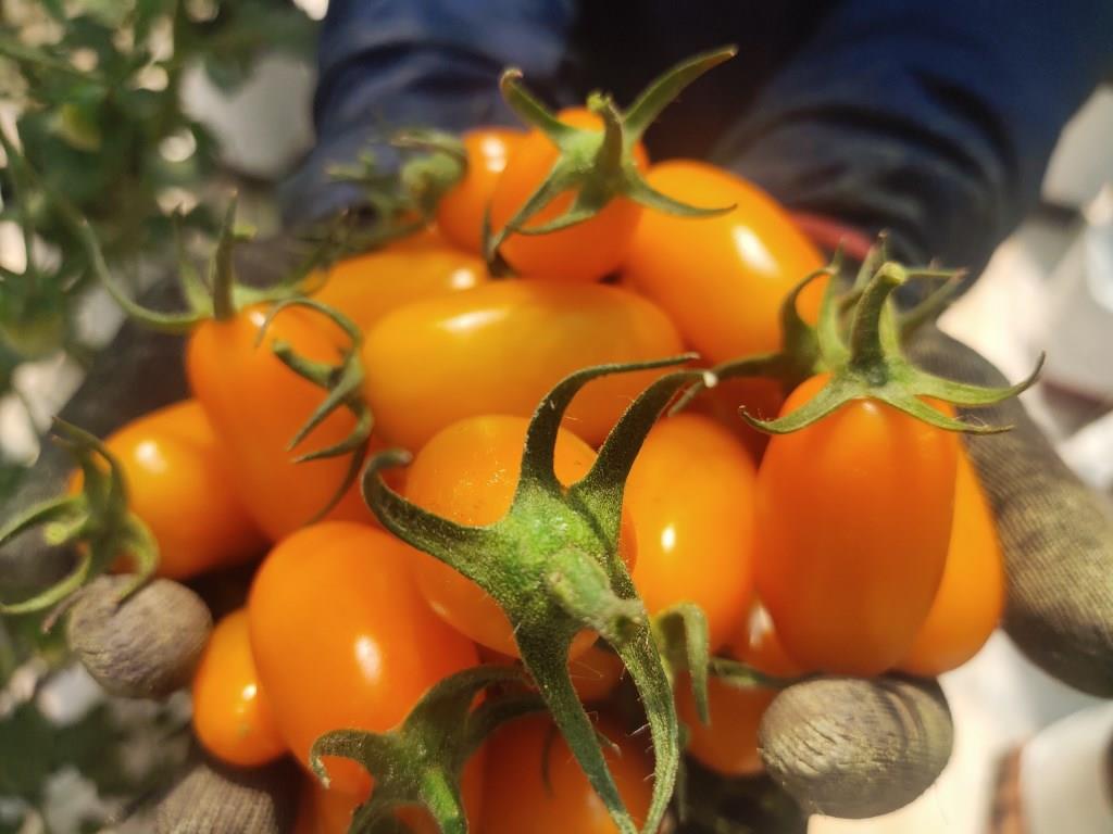 Đăk Lăk: Hiệu quả nhân rộng mô hình sản xuất cà chua trong nhà màng 