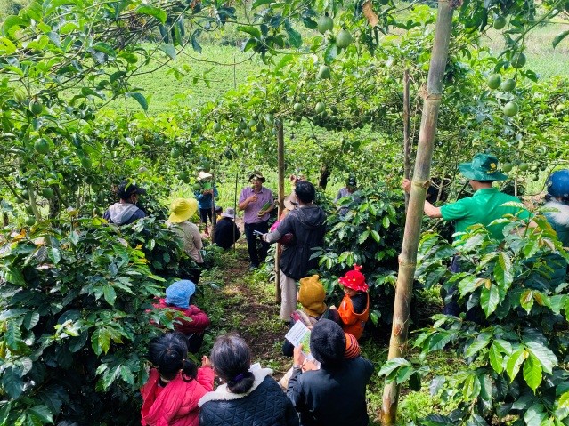 Lâm Đồng: Tập huấn FFS trồng và chăm sóc cây chanh dây theo hướng hữu cơ cho vùng đồng bào dân tộc
