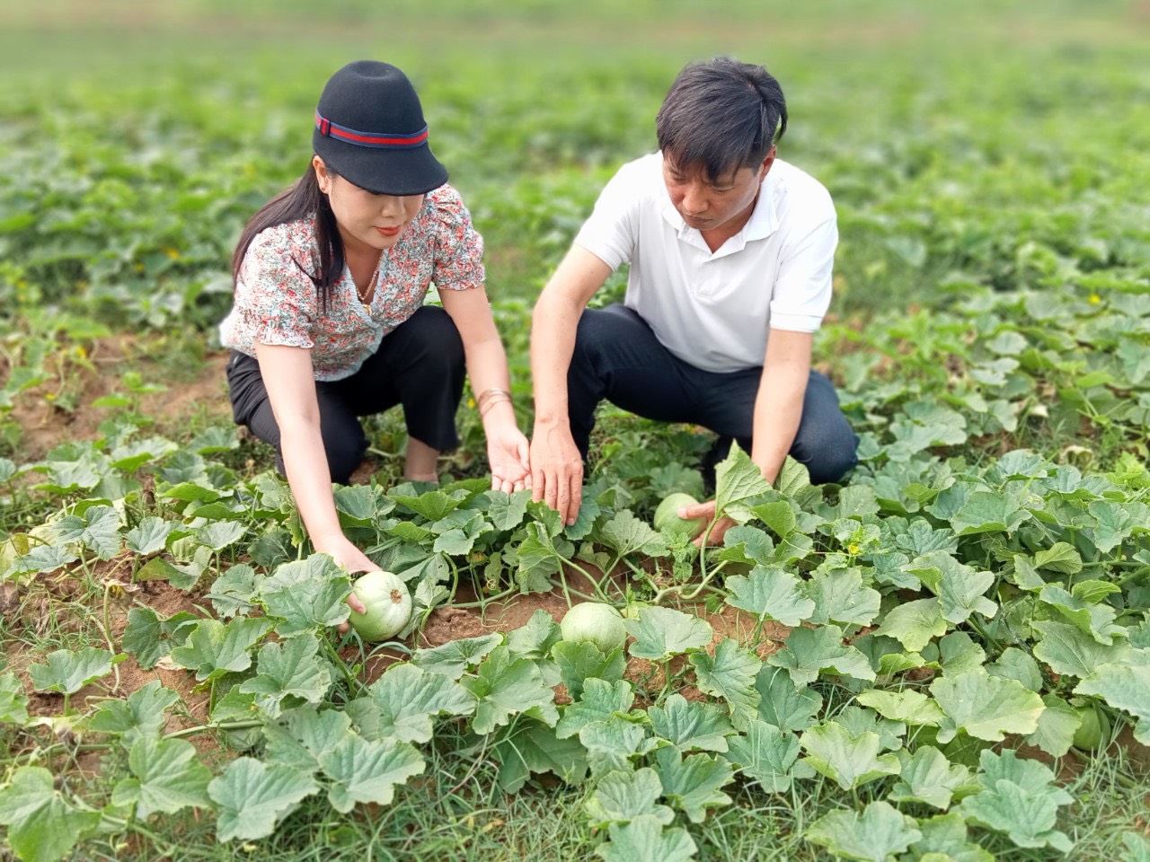 Yên Bái: Mô hình trồng dưa lê, dưa hấu tại Cos58 hồ Thác Bà