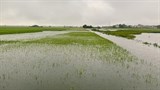 Cả nghìn ha lúa mới trổ bông và chuẩn bị gặt tại Vĩnh Phúc bị ngập do mưa lũ lớn
