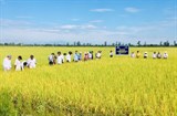 Quảng Trị: Hiệu quả sản xuất lúa hữu cơ gắn với liên kết tiêu thụ sản phẩm
