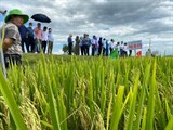 Nghệ An: Hội thảo đánh giá mô hình sản xuất giống lúa lai chất lượng cao Phú Ưu 978 