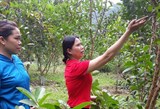 Hà Giang: Hướng dẫn kỹ thuật chăm sóc cây ăn quả 