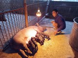 Cao Bằng: Hiệu quả bước đầu mô hình chăn nuôi lợn sinh sản giống lợn Hương, lợn Táp Ná