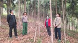 Yên Bái: Phát triển các sản phẩm nông nghiệp chủ lực ở Lục Yên
