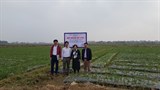 Bắc Ninh: Hiệu quả từ mô hình sản xuất tỏi tía một nhân theo chuỗi giá trị