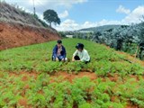 Vườn cà rốt cọng tím hữu cơ lớn nhất tại Đà Lạt