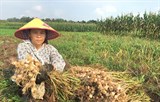 Hà Tĩnh: Chuyển đổi đất trồng hoa màu sang trồng tỏi tía cho hiệu quả kinh tế cao
