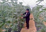 Nghệ An: Hiệu quả từ mô hình trồng dưa hấu sọc không hạt 