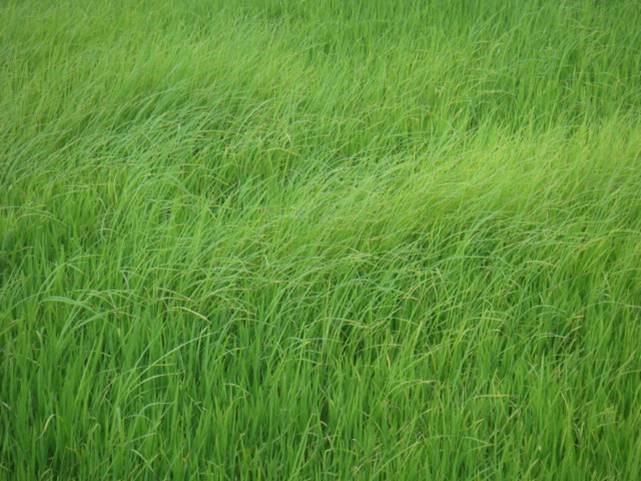 Hướng dẫn biện pháp kỹ thuật quản lý lúa cỏ (lúa ma)