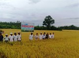 Phú Yên: Hiệu quả mô hình sản xuất lúa chất lượng 