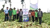Đắk Nông: Mô hình chuỗi liên kết sản xuất rau xanh được cấp giấy chứng nhận VietGAP 