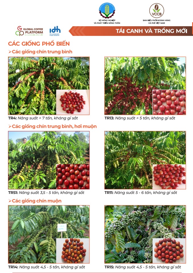 Poster hướng dẫn sản xuất cà phê vối (robusta) bền vững tại Việt Nam