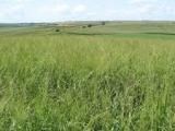 Mỹ: Phương pháp diệt cỏ dại không dùng chất hóa học